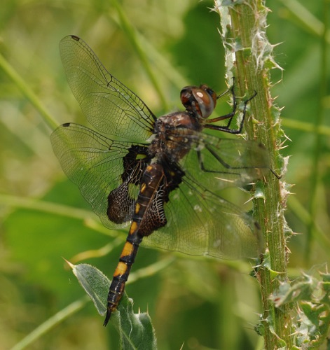 Female
7 July 2011  CO